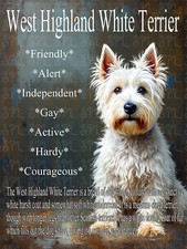 West Highland Terrier cute