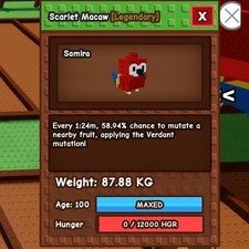 Scarlet Macaw | 15s Second