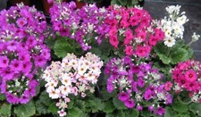 PRIMULA PRIMA MIX 100 SEEDS