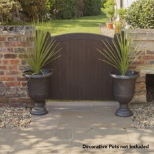 Cordyline Plants, Australis