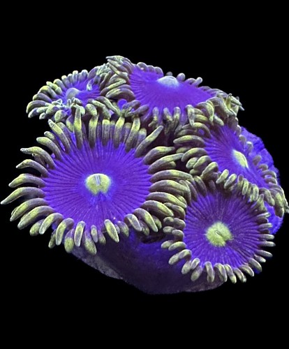 Live coral zoa - coral,