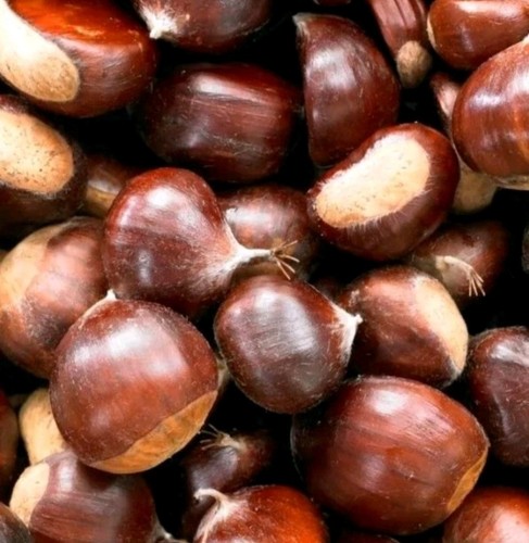 1kg sweet chestnuts - sweet, kent