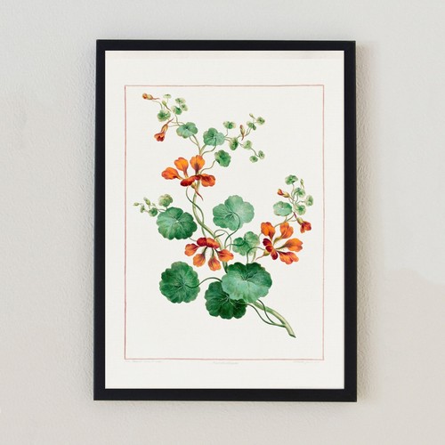 Botanical vintage flowers - botanical,