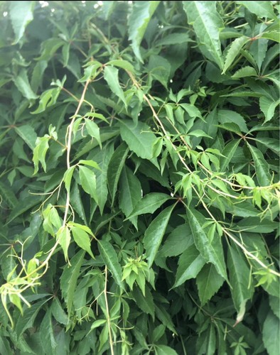 Virginia creeper tall - virginia,
