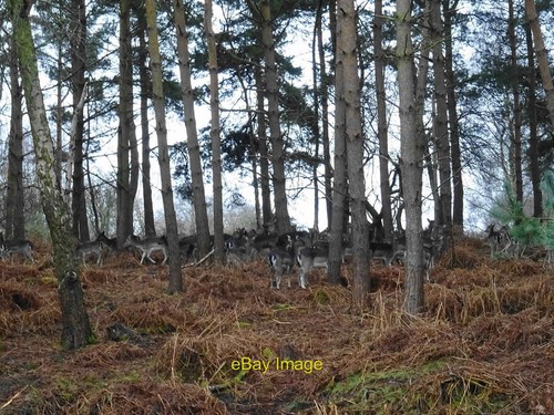 Photo 6x4 fallow deer - fallow, the