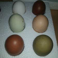 🐣Free Range Chicken Eggs  x