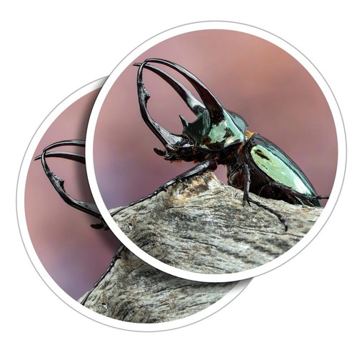 Vinyl stickers atlas beetle - 2x,