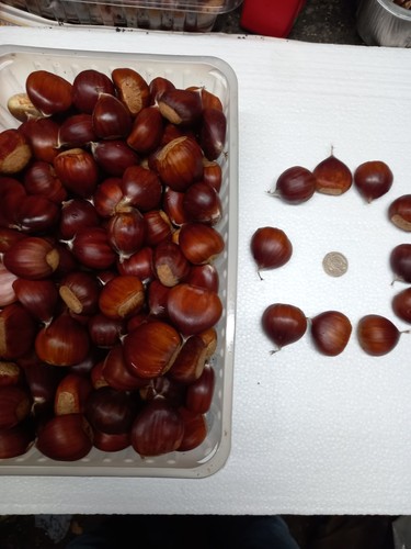 5kg fresh sweet chestnuts - fresh,