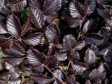 100x 5-6ft Copper Purple Beech Hedging Trees Large By Direct Plants £29.99each