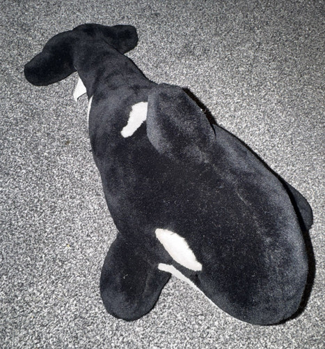Black white orca whale plush - black, &