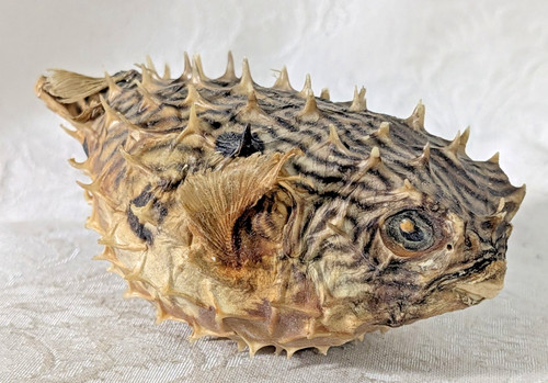 Real dried puffer fish - real,