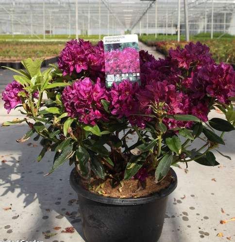 Rhododendron polar night - rhododendron,