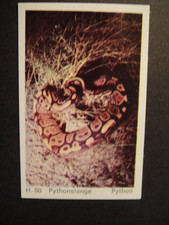 DANDY GUM WILD ANIMALS DANISH