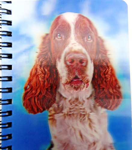 English springer spaniel - springer,