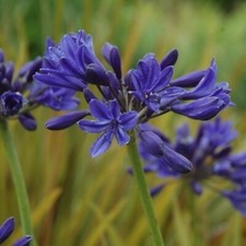 Agapanthus Starry Night 2
