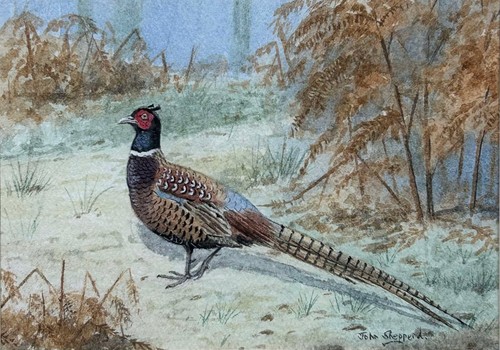 Bird watercolour pheasant - bird,
