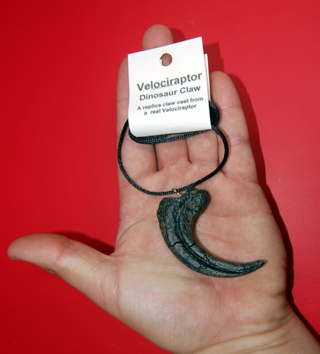 Velociraptor dinosaur claw - velociraptor,