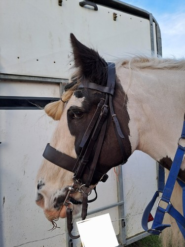 Cob hunter bridle noseband - cob, 2"