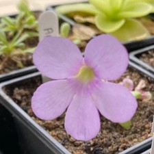 Pinguicula “Aphrodite” -