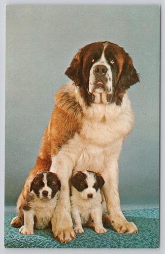Purebred bernard dog and - dog,