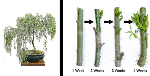 Bonsai cutting start weeping - cutting, start!