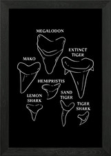 Shark Tooth types Framed Wall