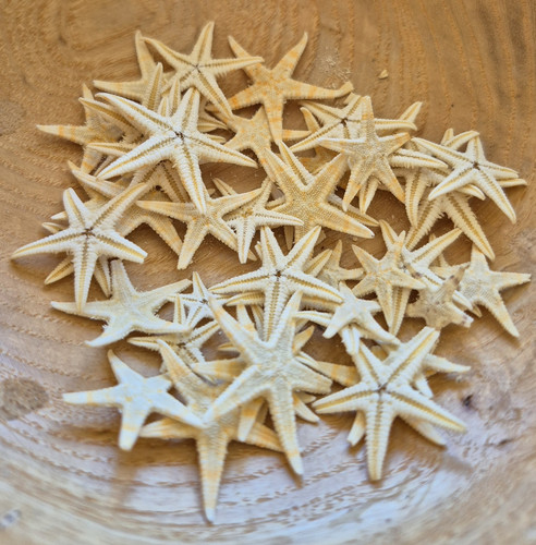 Lot small dried starfish - lot,