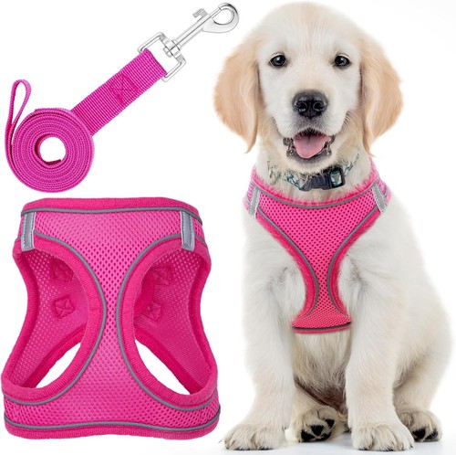 Dog harness with leash - dog,