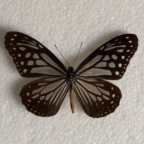 Entomology parantica aglea - entomology,