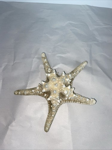 Authentic dried starfish sea - authentic,