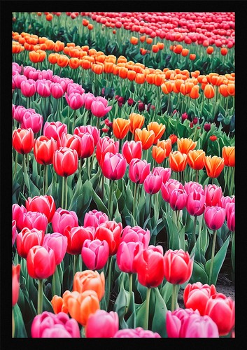 Modern tulip field framed - modern,
