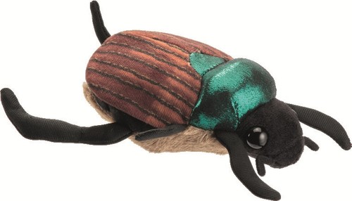 Petjes 990699 insects beetle - insects,