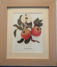  APPLES OF ENGLAND. Framed