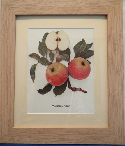 Apples england framed - , england.
