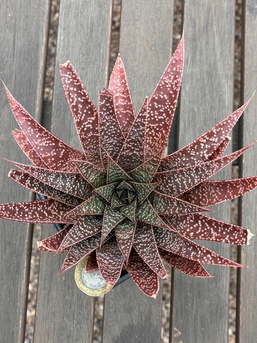 Gasteria due don t - 'd, miss