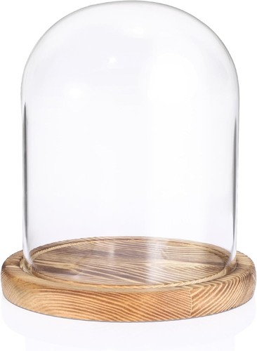 Sumnacon glass display - display, cloche