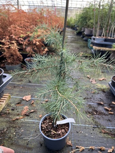 Deodar cedar tree cedrus - deodar,