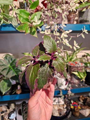 Gynura purple passion - 💜gynura,