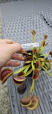 Dionaea Muscipula Venus Fly Trap FTS Flaming Lips