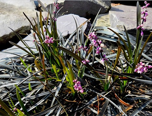 Black grass qty plants - black,