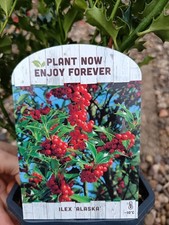 2L Ilex Alaska | Holly Shrub |