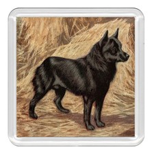SCHIPPERKE Dog Acrylic Coaster