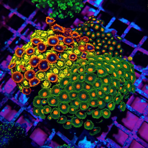Wysiwyg zoas mix - wysiwyg, colony