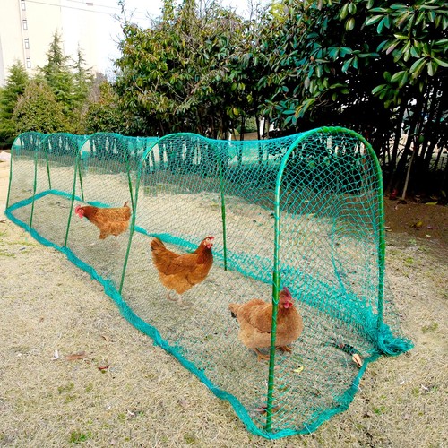 Chicken tunnel coop - chicken, tunnel,