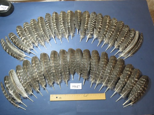 Pcs barred turkey wing - 42,