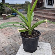 Yucca plant pot - plant, in