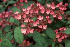 Viburnum plicatum Pink Beauty