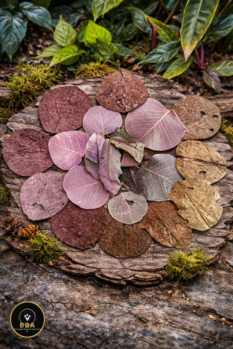 Leaf pack terrarium turtles - terrarium, /