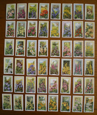 Set Gallaher WILD FLOWERS 1939 cigarette cards in VG condition