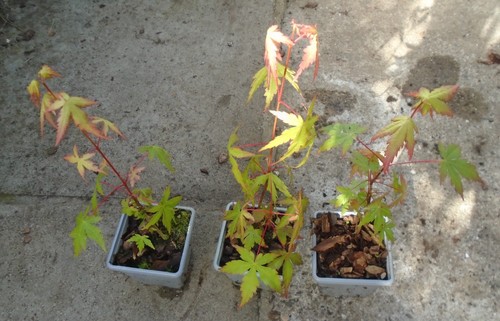 Acer palmatum japanese maple - 3,